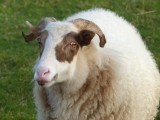 27 December 2015