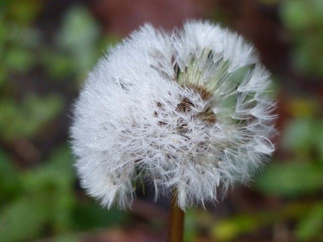 11 Januari 2016