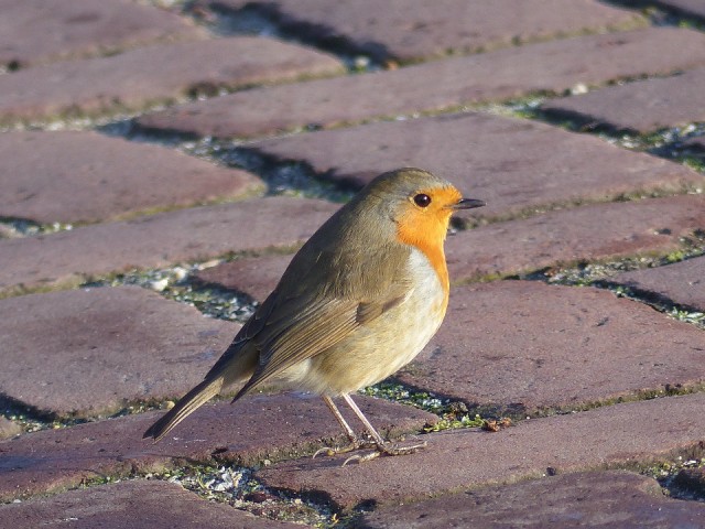 18 Januari 2016