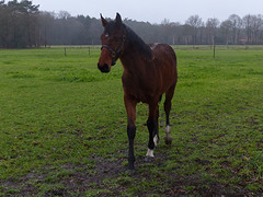 1 Februari 2016