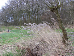 2 Februari 2016