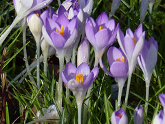 11 Februari 2016