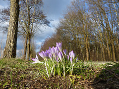 12 Februari 2016