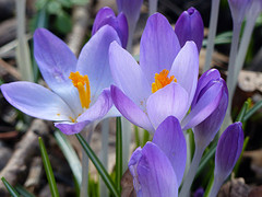 12 Februari 2016