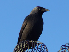 12 Februari 2016