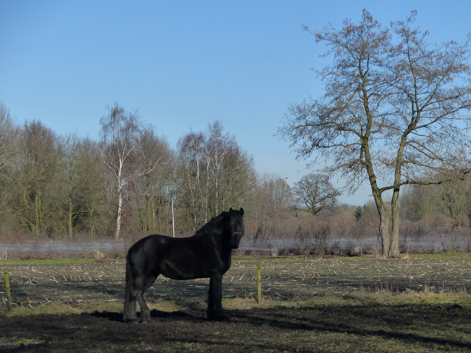 16 Februari 2016