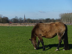 16 Februari 2016