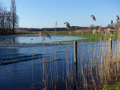 16 Februari 2016