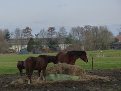 18 Februari 2016