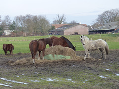18 Februari 2016