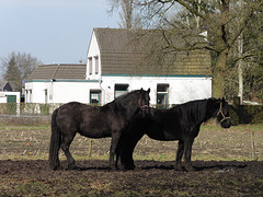 28 Februari 2016
