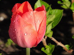 10 April 2016