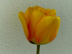 23 April 2016
