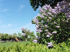 09 Mei 2016