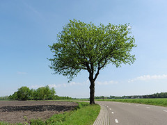 11 Mei 2016