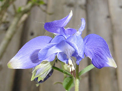 14 Mei 2016