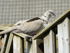 14 Mei 2016