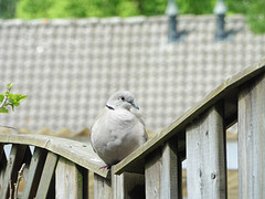 14 Mei 2016