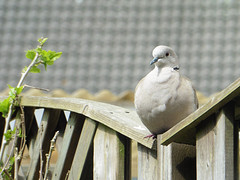 14 Mei 2016