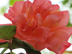 16 Mei 2016