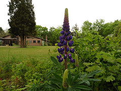 17 Mei 2016