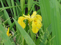 20 Mei 2016