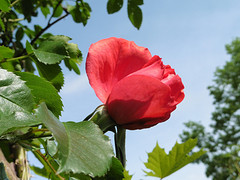 21 Mei 2016