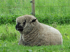 24 Mei 2016
