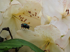 25 Mei 2016
