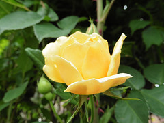 25 Mei 2016