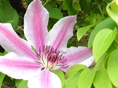 25 Mei 2016