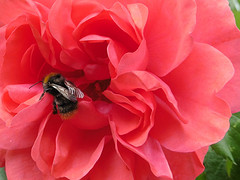25 Mei 2016