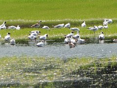 09 Juli 2016
