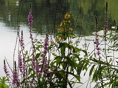 12 Juli 2016