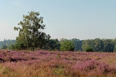 26 Augustus 2016