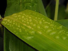 12 Oktober 2016