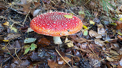 19 Oktober 2016