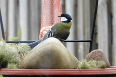 10 November 2016