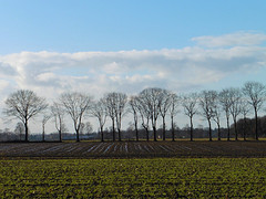13 Januari 2017