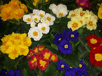 30 Januari 2017