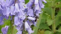 Bloemen en Bijentuin Cranendonck 4