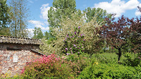 Bloemen en Bijentuin Cranendonck 6