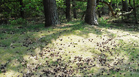 LEENDERBOS 2