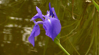 Bijen en Bloementuin 2