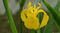 Bijen en Bloementuin 3
