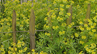 Bijen en Bloementuin 5