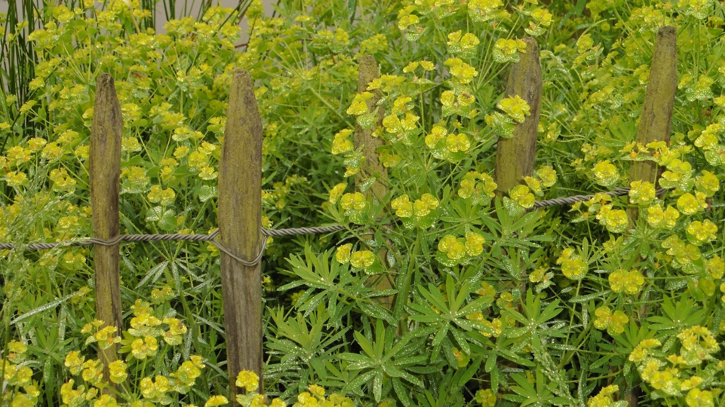 Bijen en Bloementuin 5