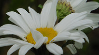 Bijen en Bloementuin 9