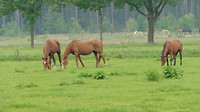Strijp Aardappel route 33 km 2