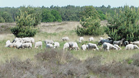 Rondje Maarheeze 4